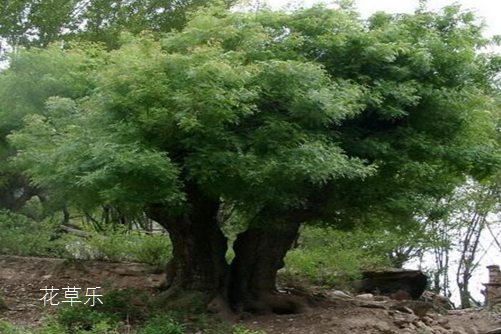 强行卡镜头国产无套流白浆一区二区久久，揭示电影背后的故事与技术魅力