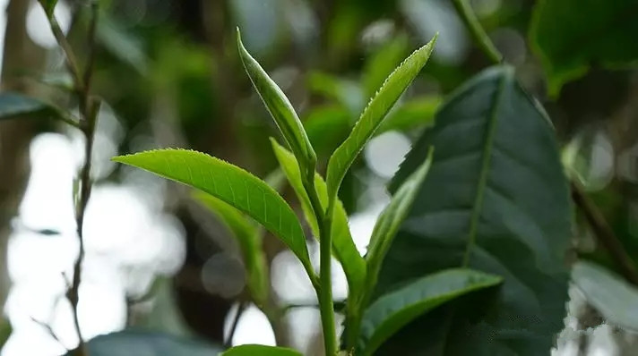 荷叶玫瑰花茶亚洲一本二卡三卡四卡乱码，一杯中的自然疗愈，生活的小确幸