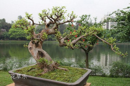 G10镜头人妻系列影片无码专区50，探索摄影艺术的无尽可能，揭秘专业影像科技的新里程碑